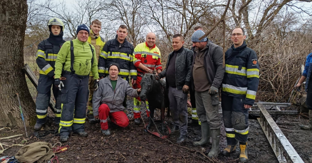 Emésztőgödörbe zuhant pónit mentettek ki Alsóboldogfalván